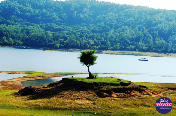 Cây đơn côi - Ảnh: LÊ TRUNG